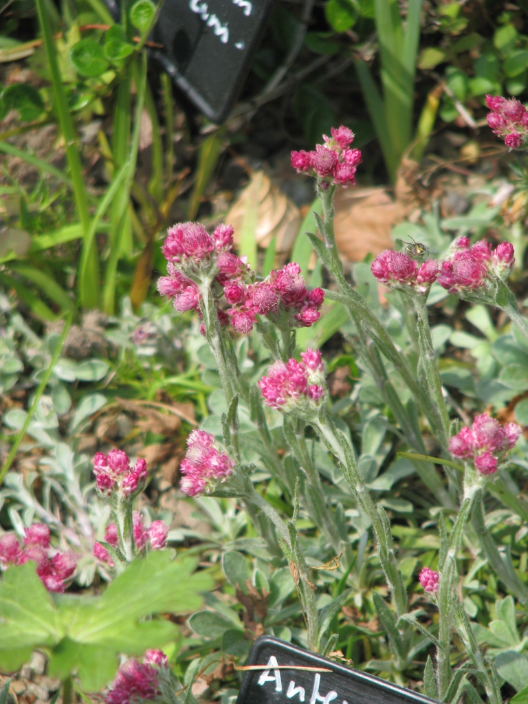 Form