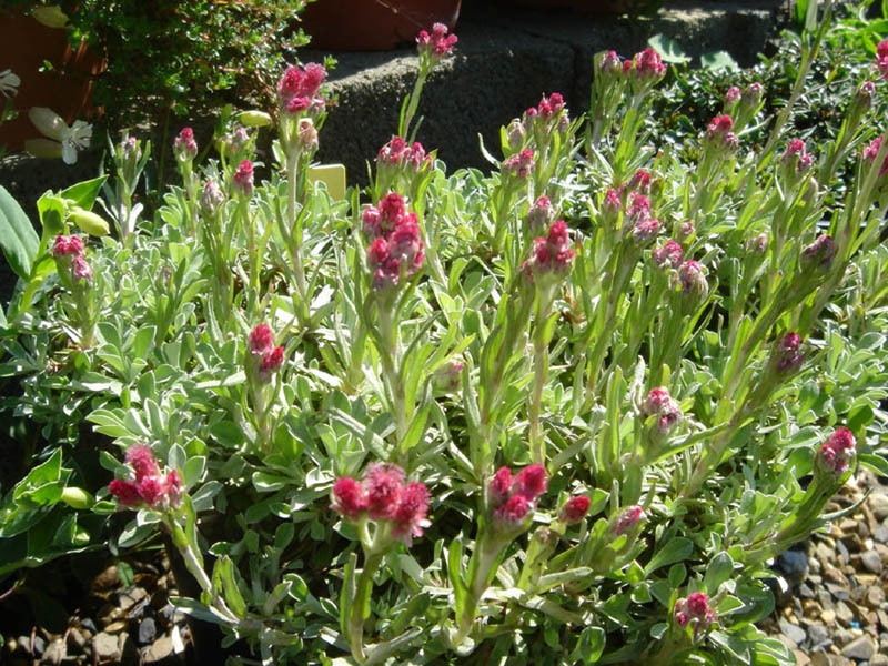 Form