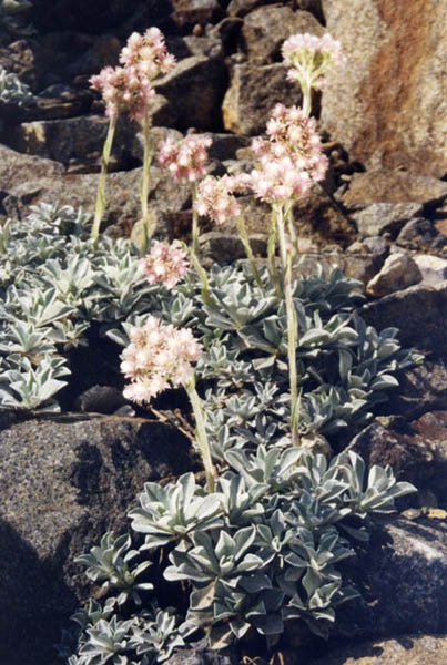 Form