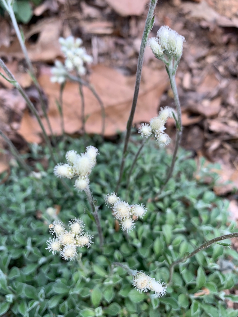 blooms, Union County, NC