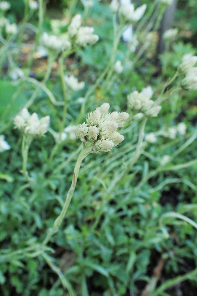 Form