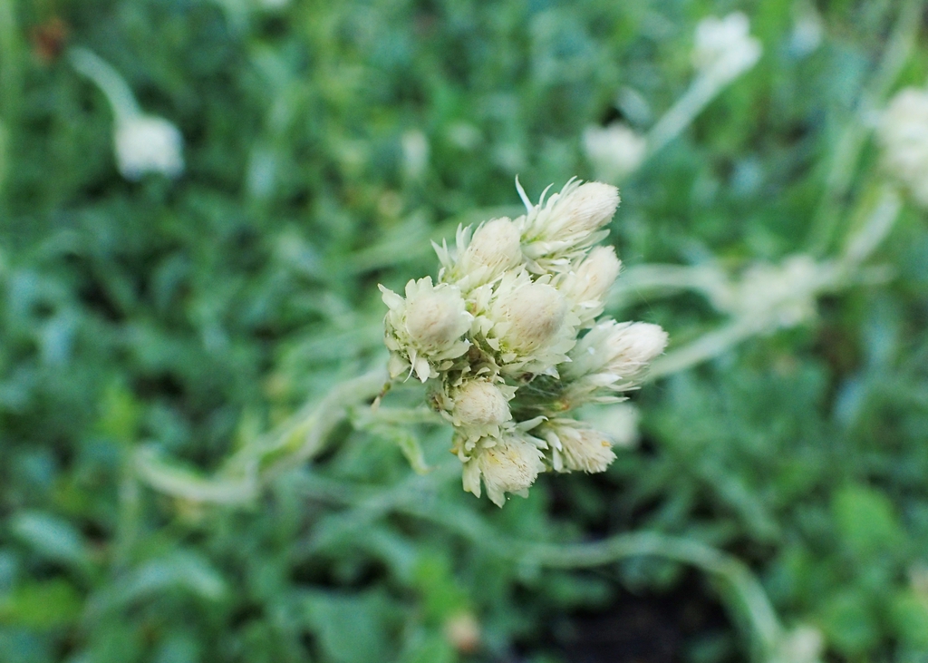 Antennaria neglecta