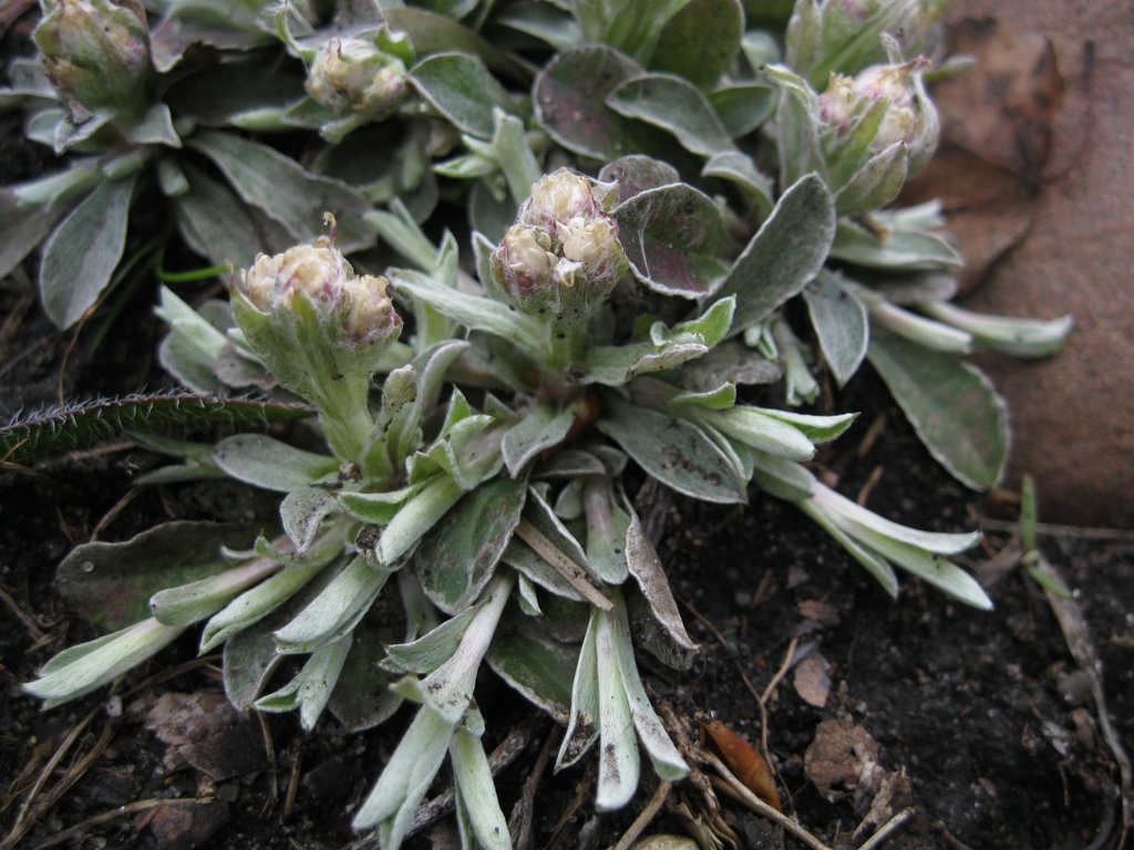 Antennaria neglecta