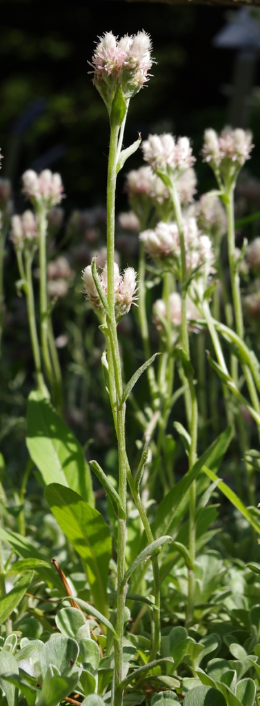 Antennaria neglecta