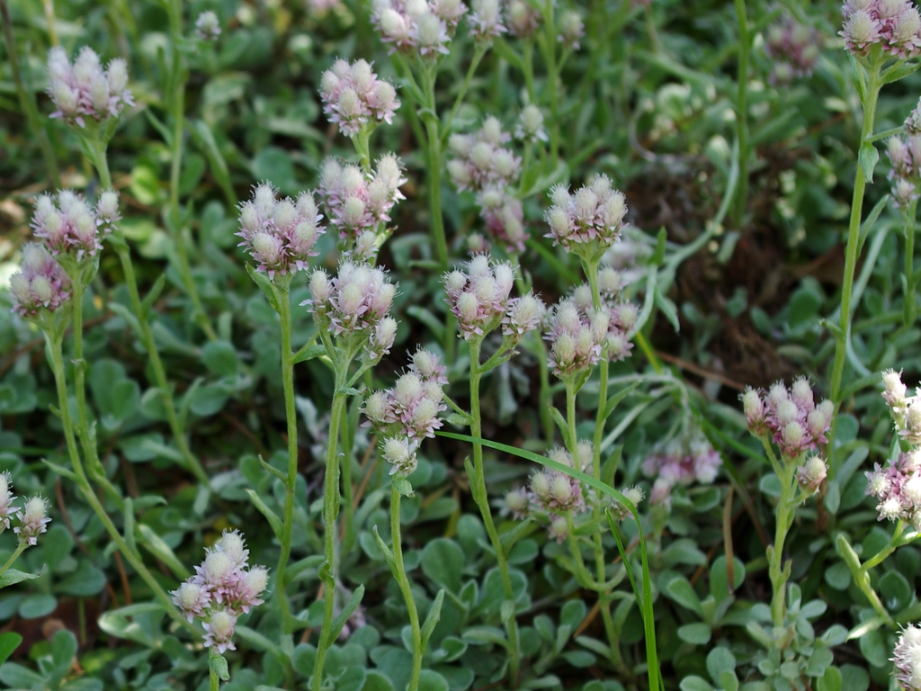Antennaria neglecta