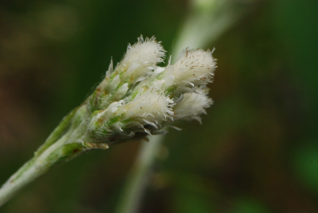 Antennaria neglecta