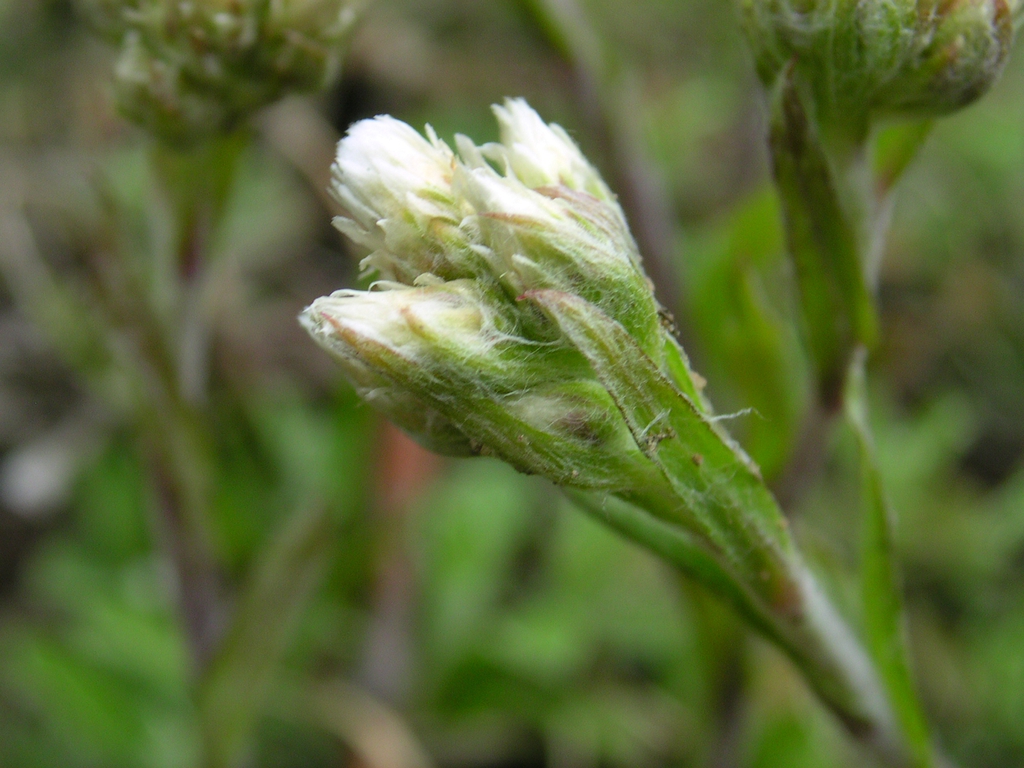 Antennaria neglecta