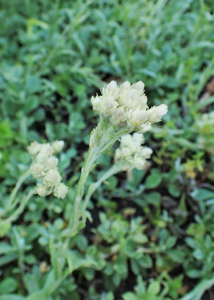 Form