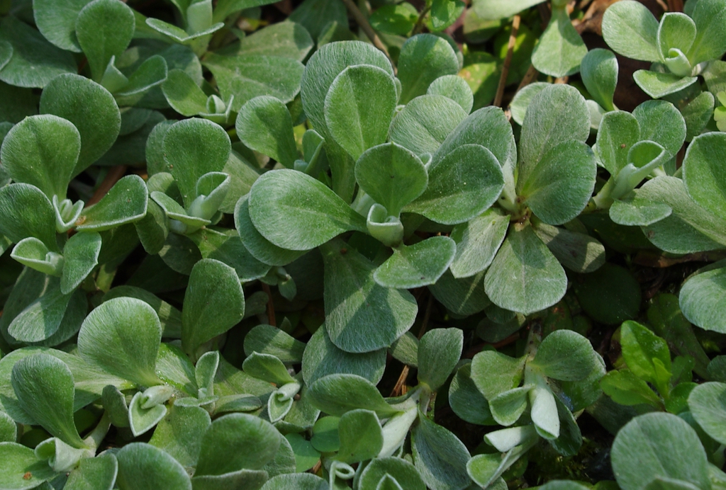 Antennaria neglecta