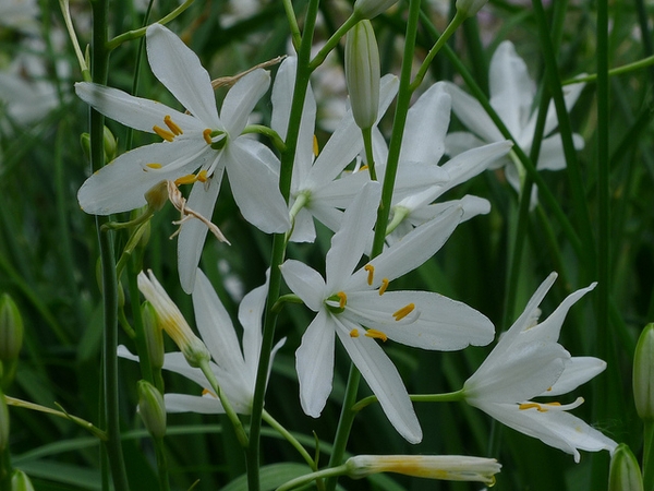 Anthericum liliago