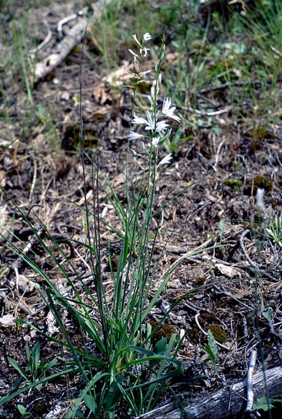 Anthericum liliago