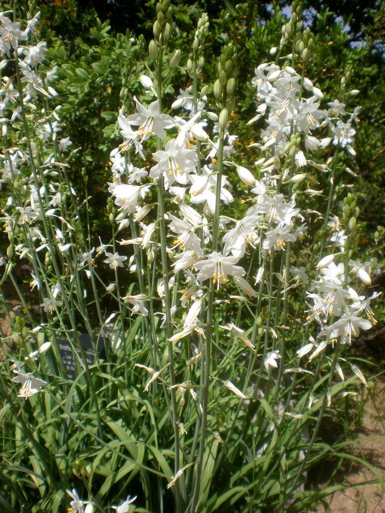 Anthericum liliago