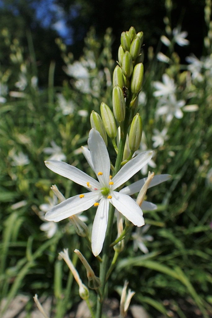 Form