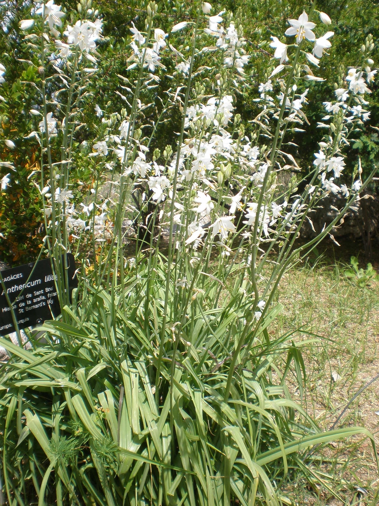 Form