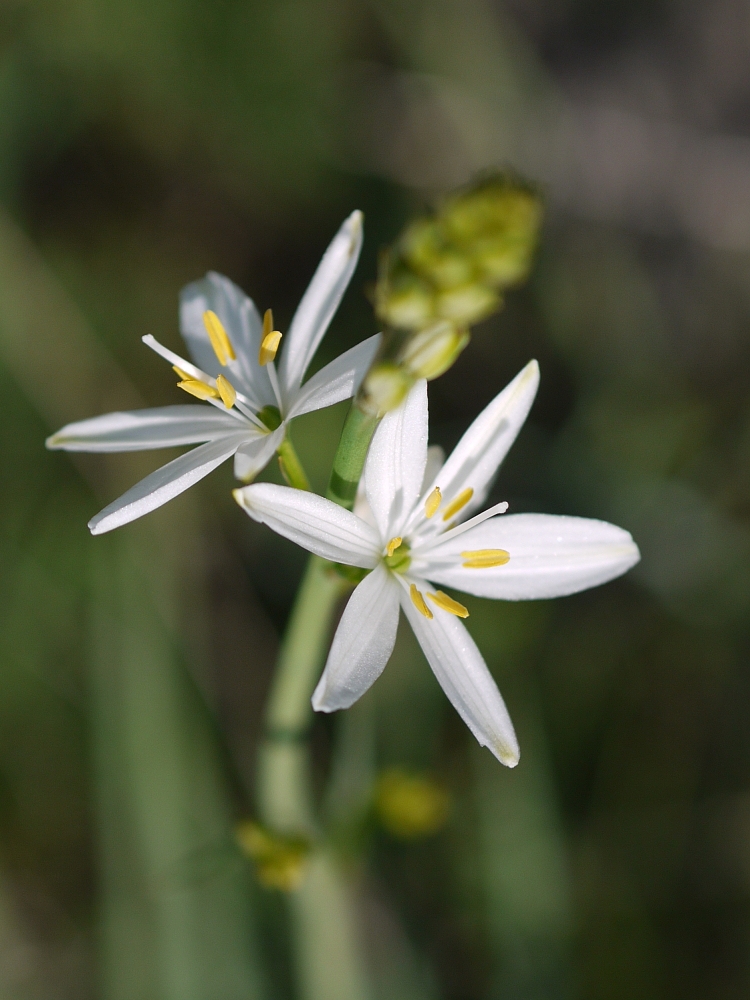 Form