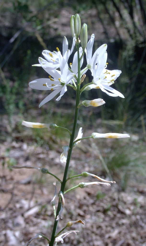 Form
