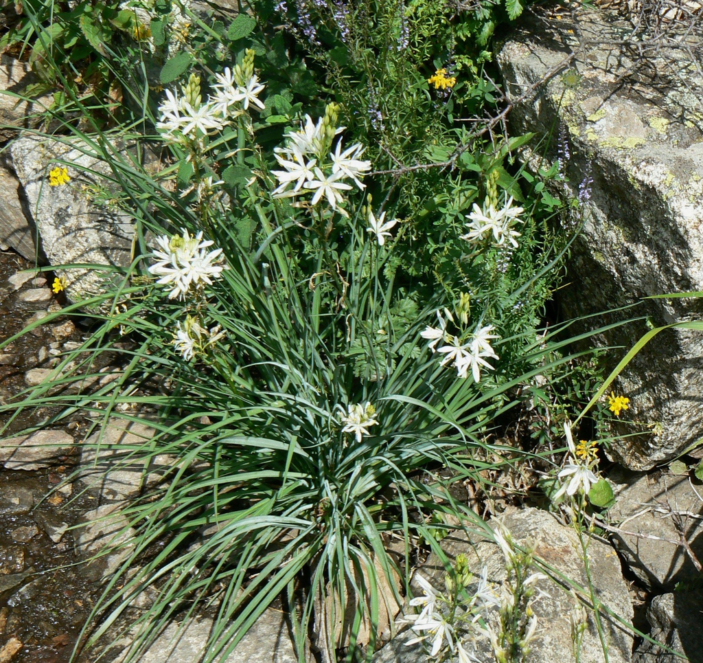 Anthericum liliago