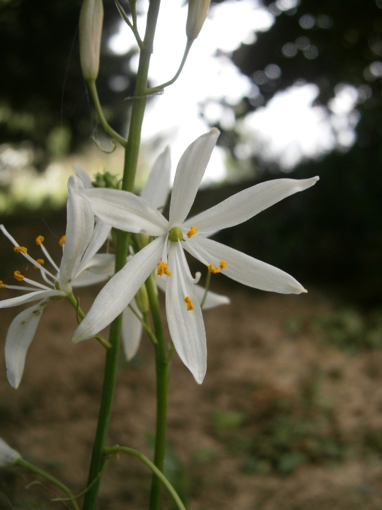 Form