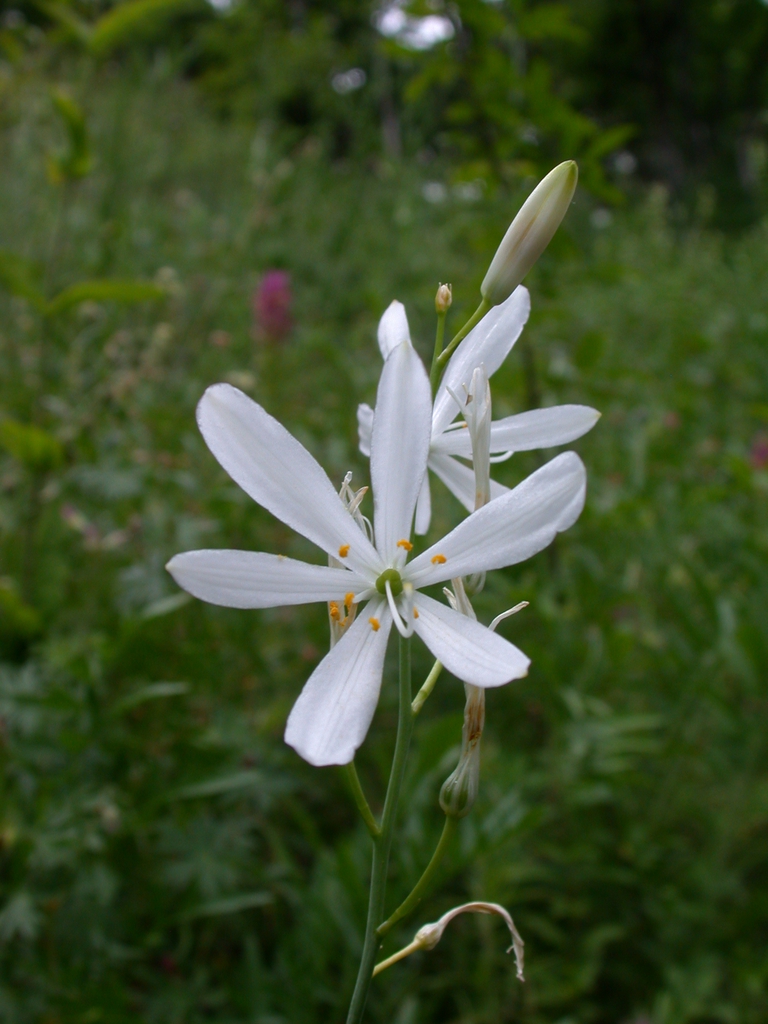 Form
