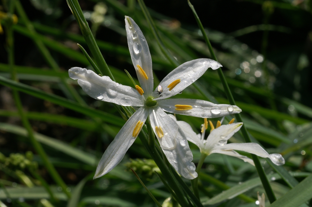 Anthericum liliago