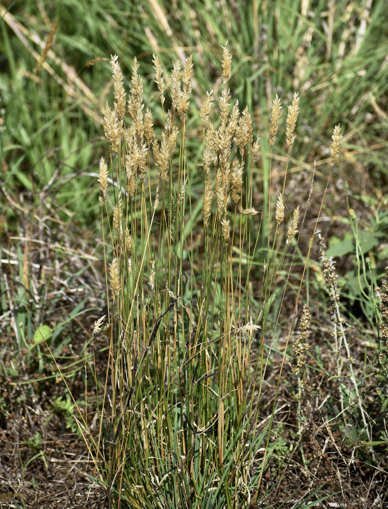 Form