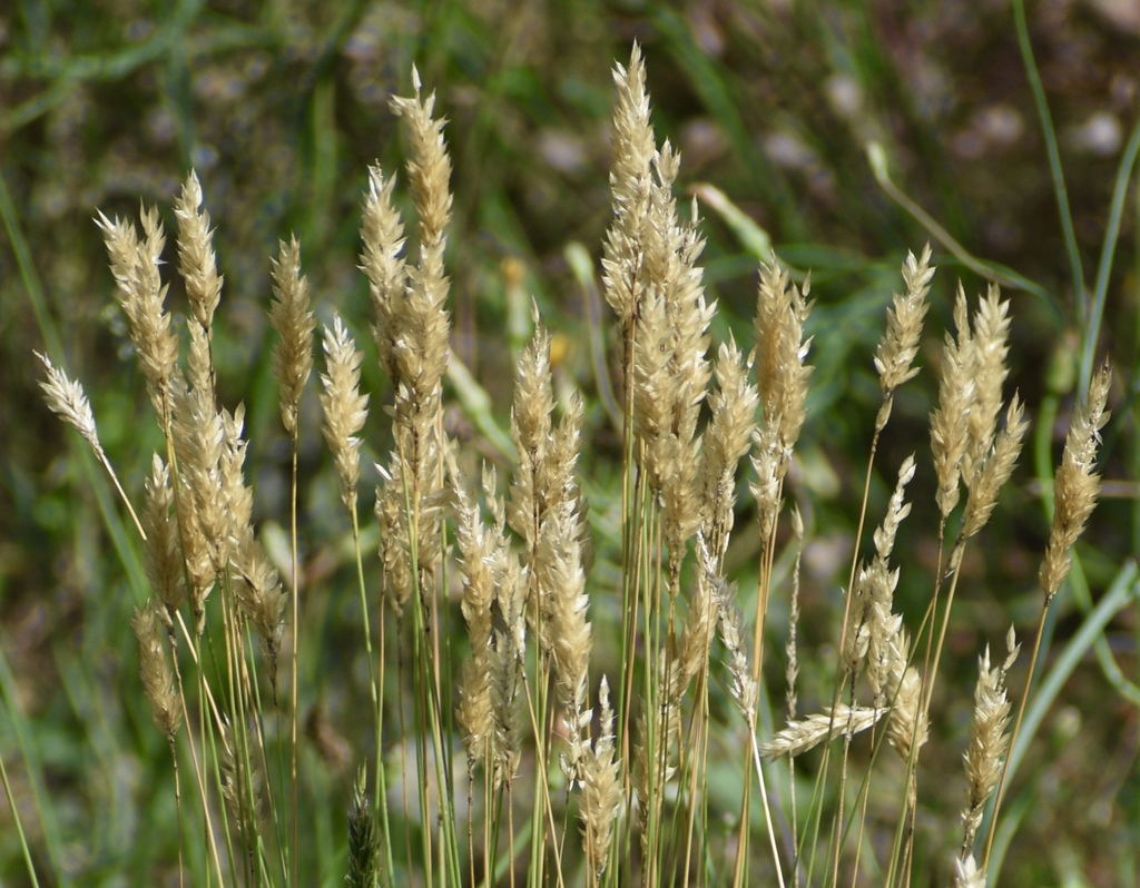 Form