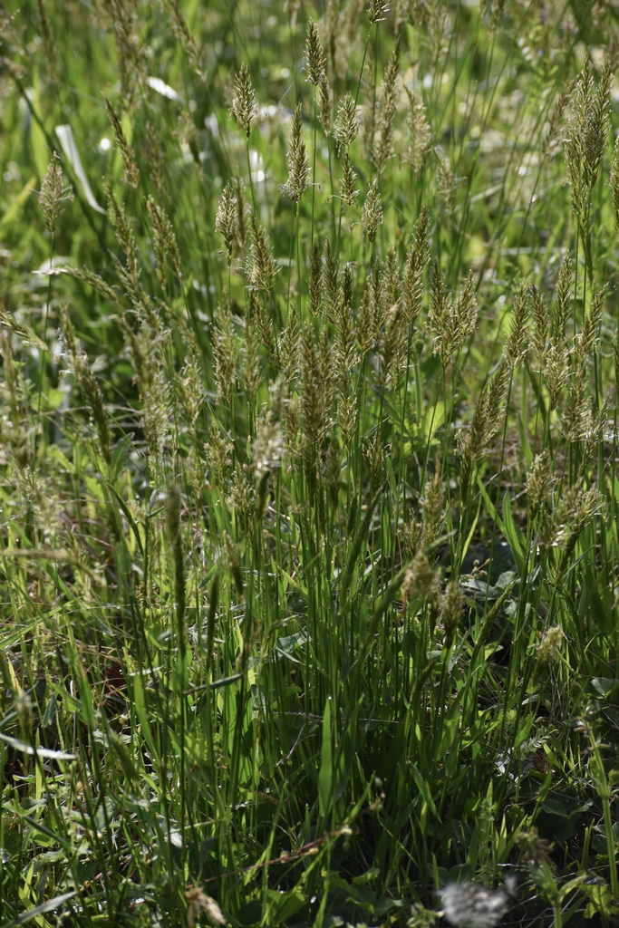 Form - Spring - Warren Co., NC