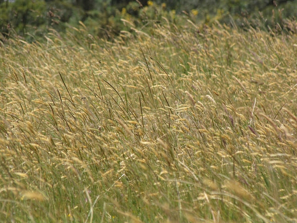 Anthoxanthum odoratum
