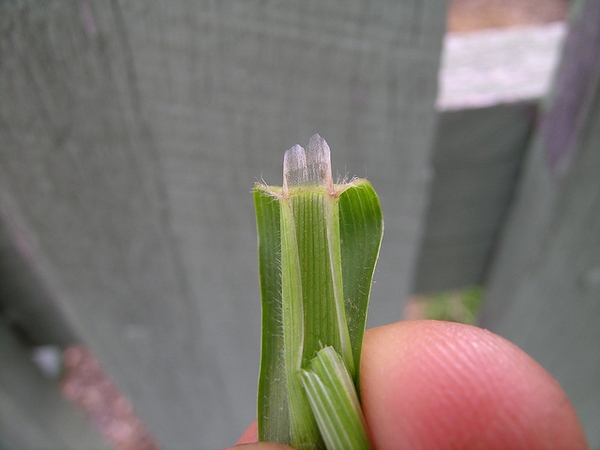 Anthoxanthum odoratum