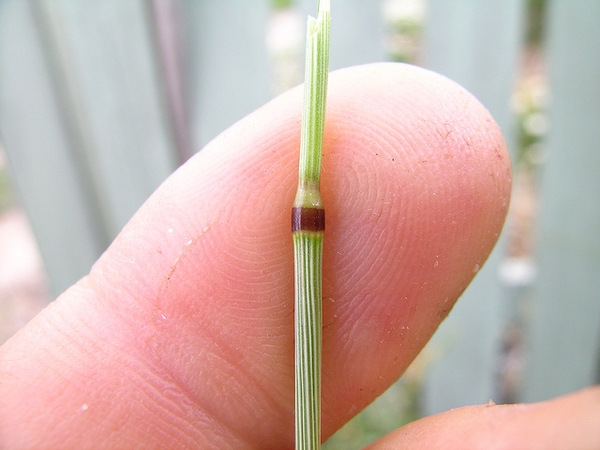 Anthoxanthum odoratum