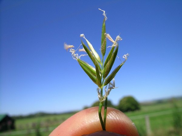 Anthoxanthum odoratum