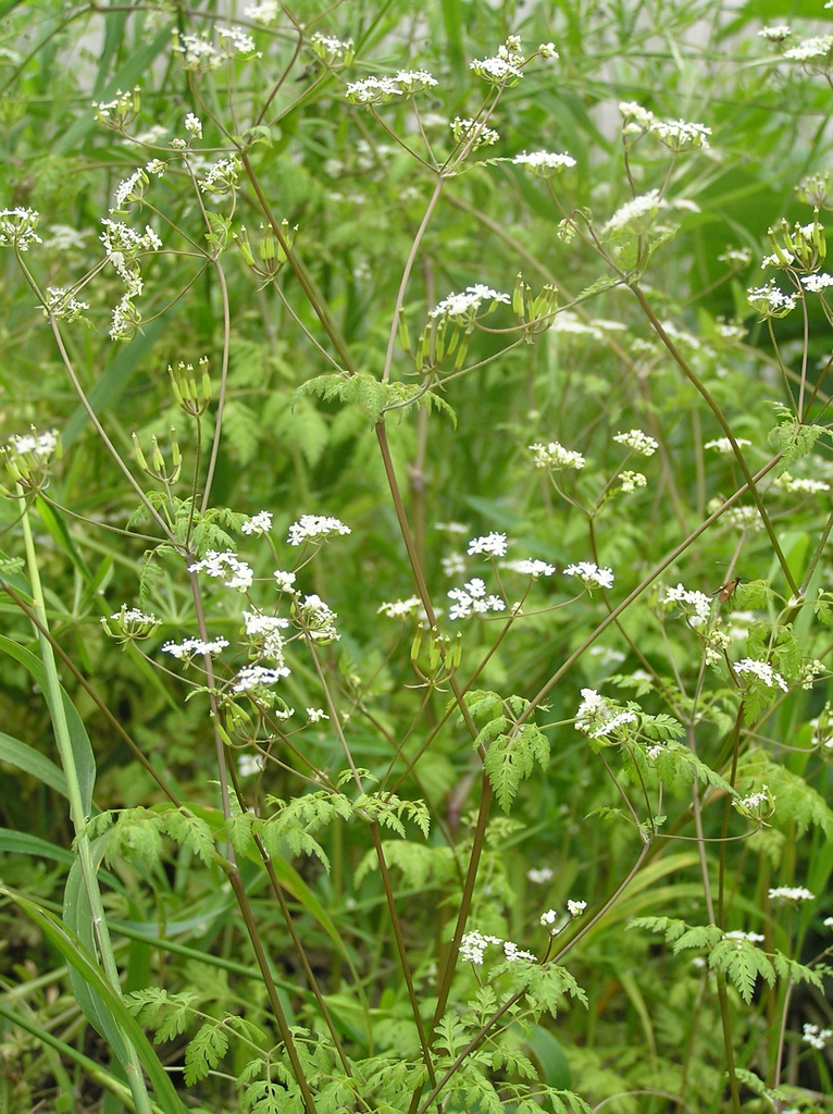 Form