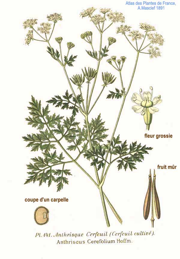 Herbarium Sheet