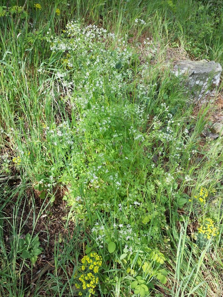 Anthriscus cerefolium