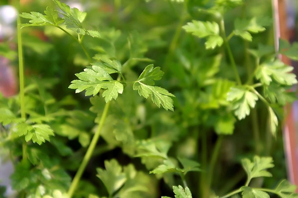 Anthriscus cerefolium