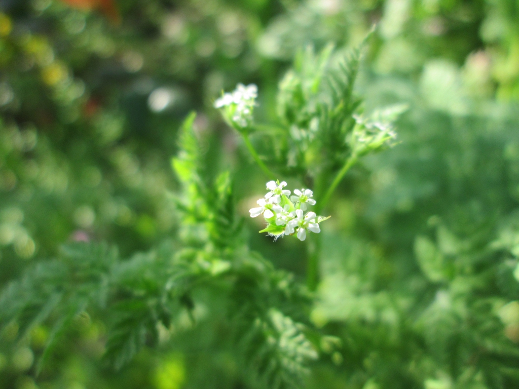 Anthriscus cerefolium