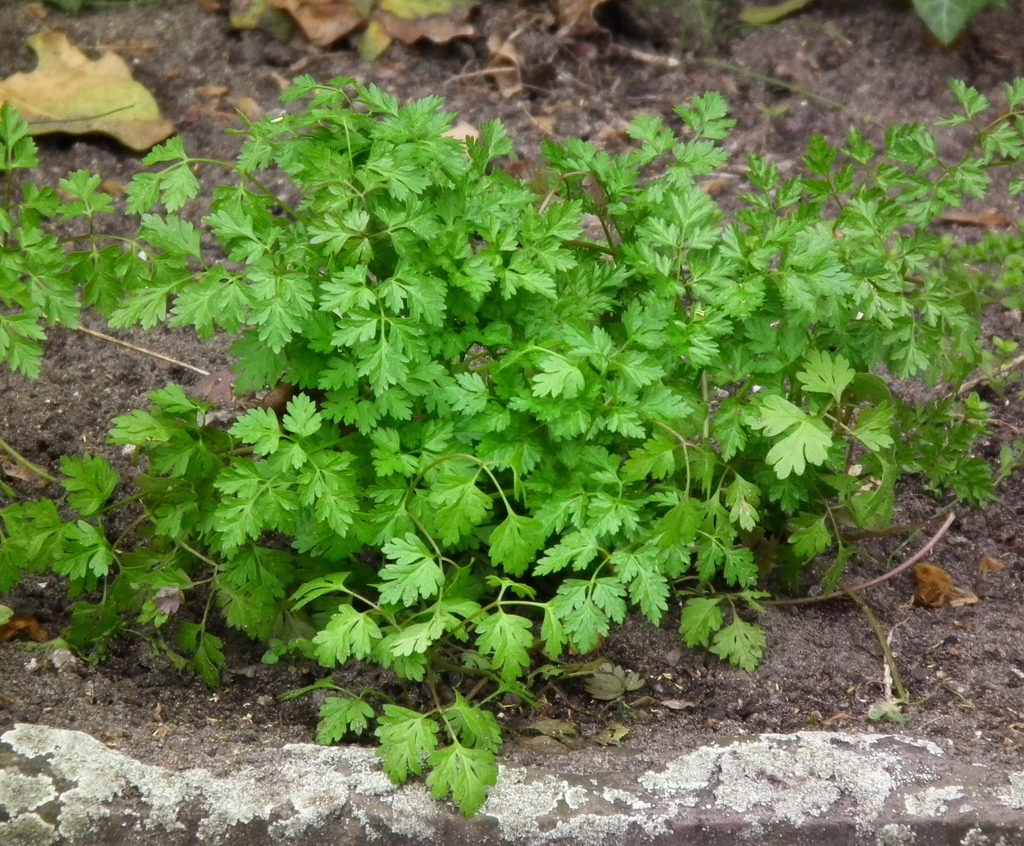 Chervil plant