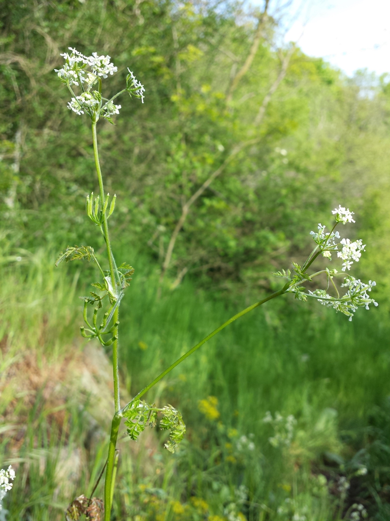 Anthriscus cerefolium