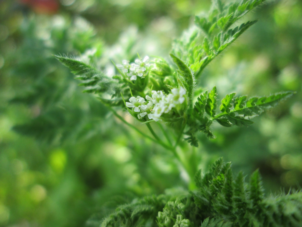 Anthriscus cerefolium