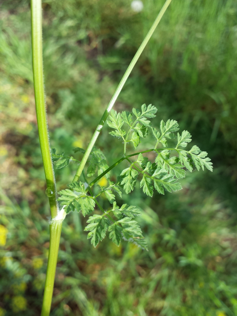 Anthriscus cerefolium