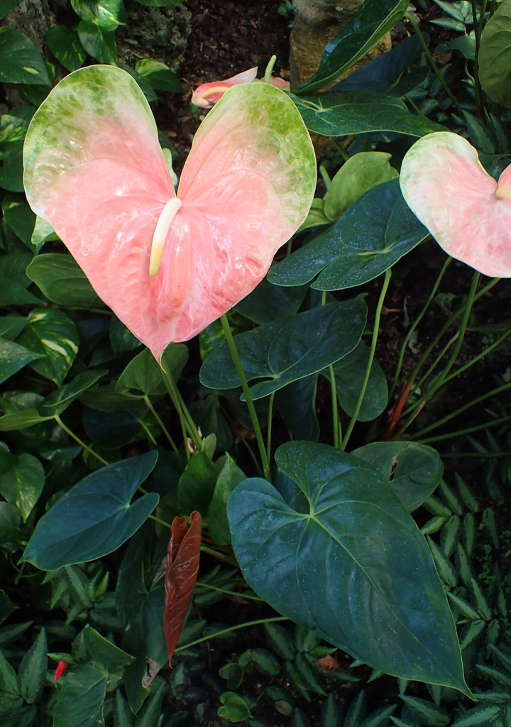 Form