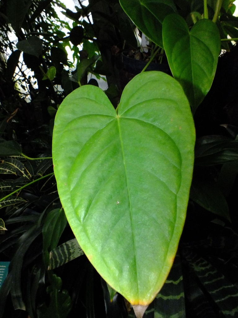 Heart shaded leaf detail