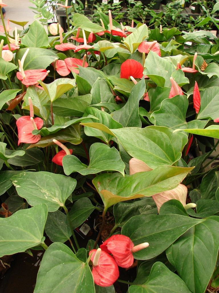 Flowers and leaves