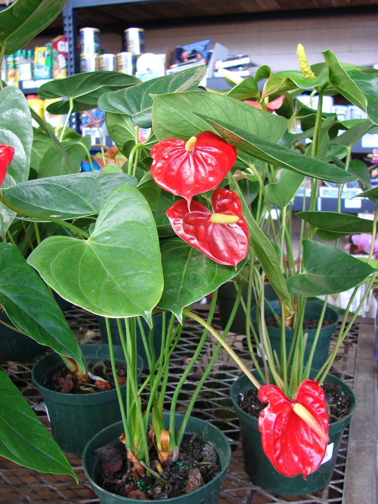 Plant growing in a pot with large green leaves and red flowers