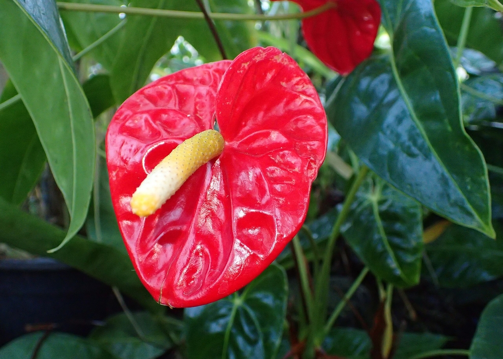 Large heart-shaped spathe with long center spadex
