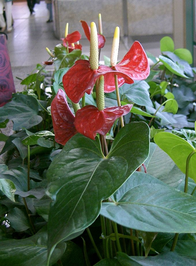 Form