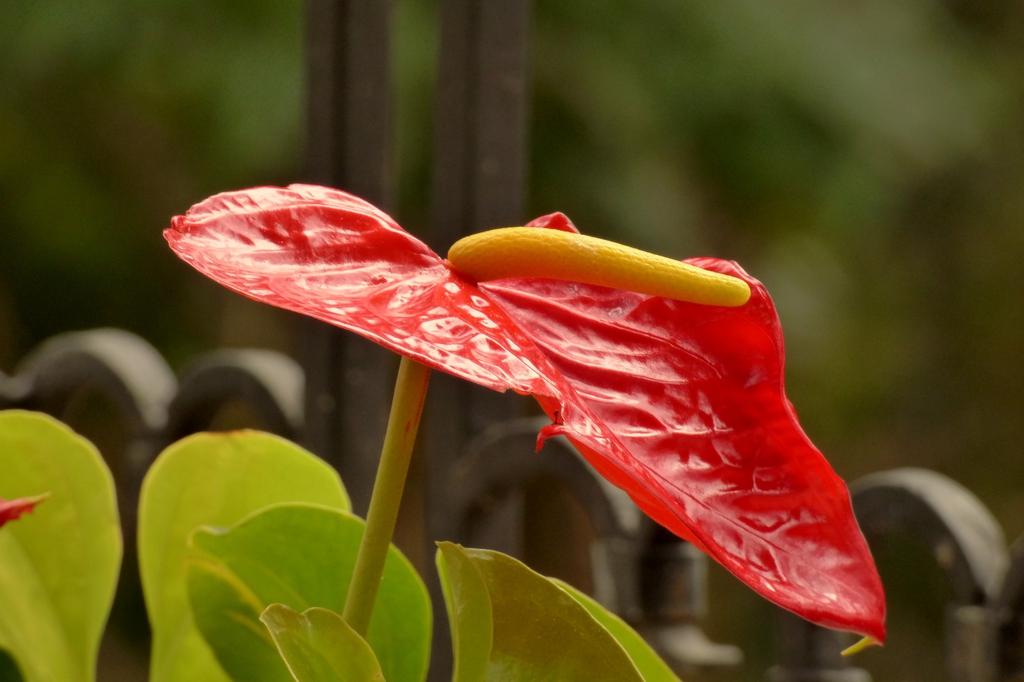 Anthurium andreanum