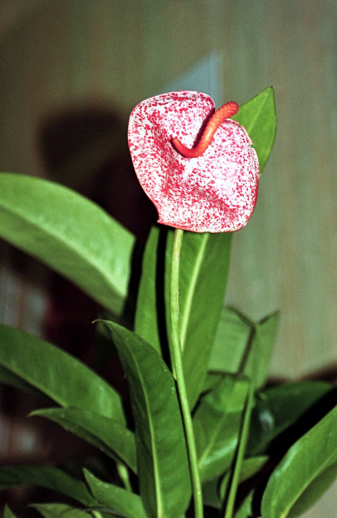 Form