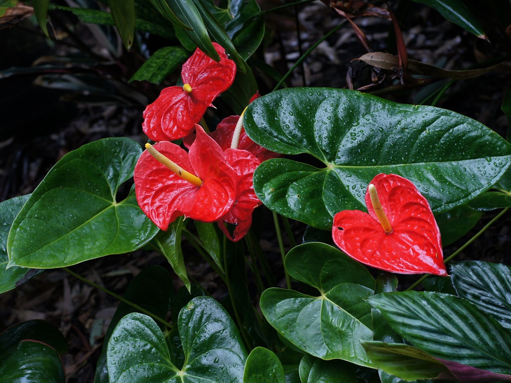 Form
