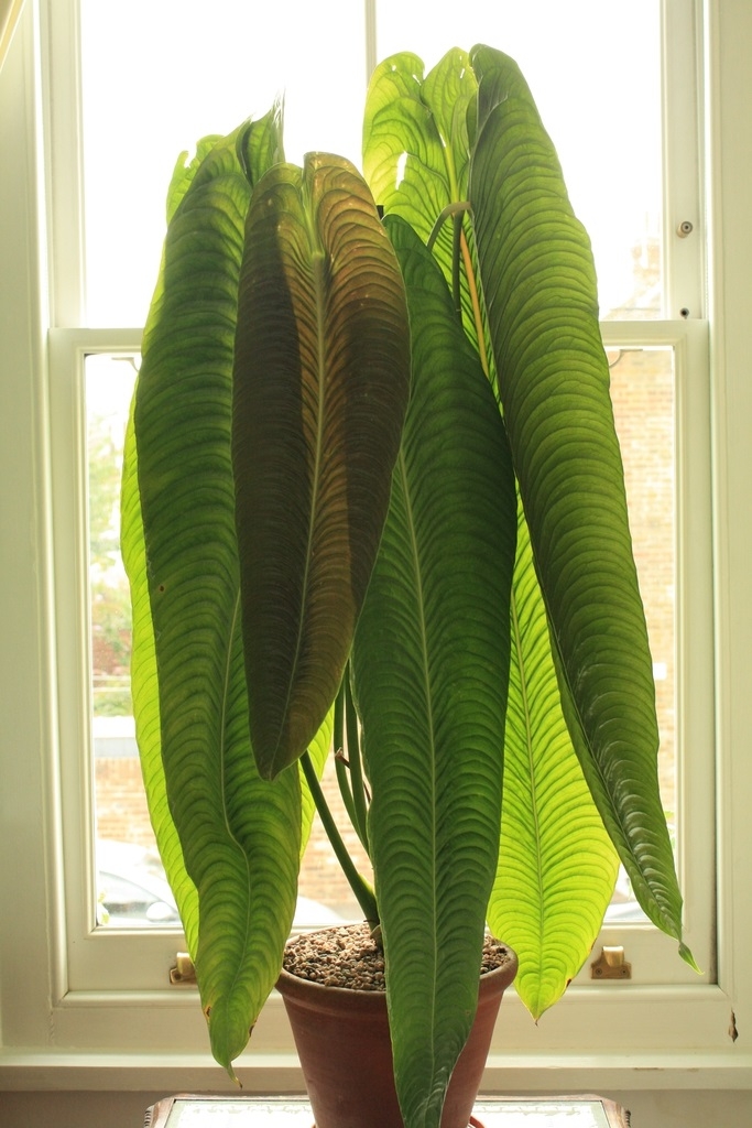 Form